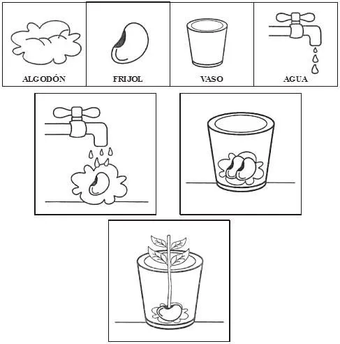 GERMINACION DE una planta para colorear - Imagui