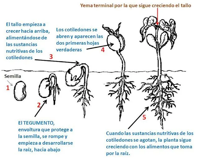 Germinacion de semillas para colorear - Imagui