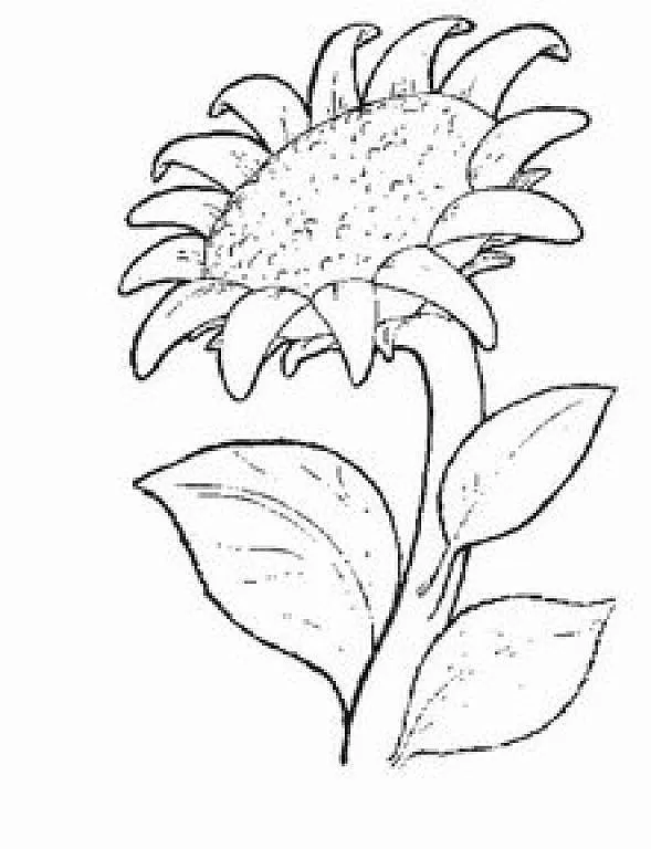 Dibujos de girasol para pintar - Imagui | GIRASOLES | Pinterest