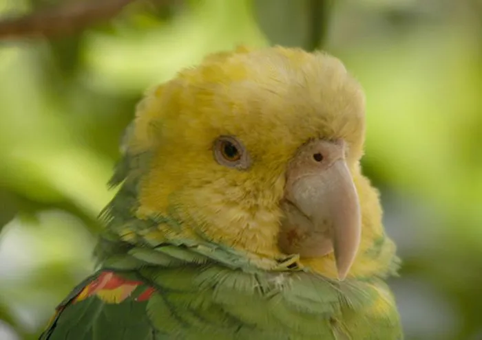 Dibujos en grande de aves de nuevo leon - Imagui