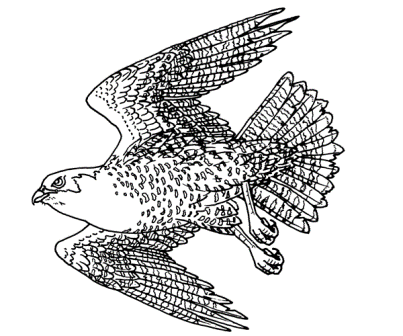 Dibujos de halcones | HALCONPEDIA