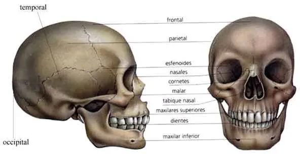Medicina para Pocos: ESQUELETO DE LA CABEZA