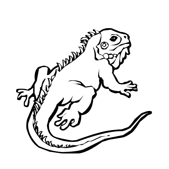 Dibujos De Reptiles Para Colorear - Serbagunamarine.