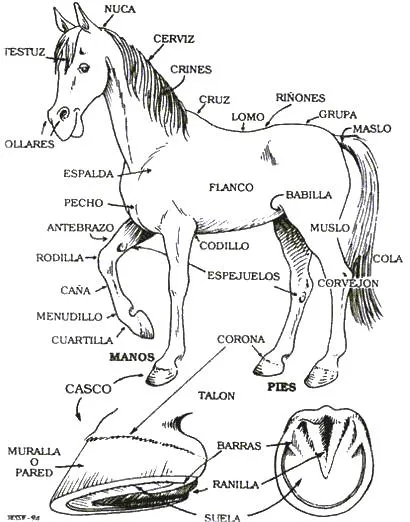 DIBUJOS IMAGENES BIOLOGIA SISTEMA APARATO: 12/28/11