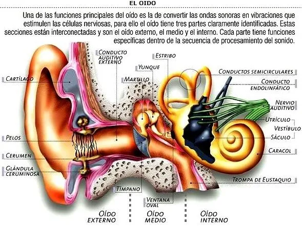 DIBUJOS IMAGENES BIOLOGIA SISTEMA APARATO: DIBUJOS DEL OIDO Y SUS ...