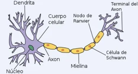 DIBUJOS IMAGENES BIOLOGIA SISTEMA APARATO: DIBUJOS DE NEURONAS y ...