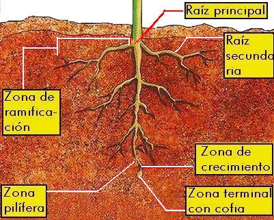 DIBUJOS IMAGENES BIOLOGIA SISTEMA APARATO: DIBUJOS DE LA RAIZ ...