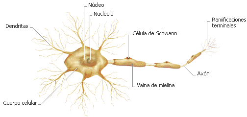 DIBUJOS IMAGENES BIOLOGIA SISTEMA APARATO: DIBUJOS DE NEURONAS y ...