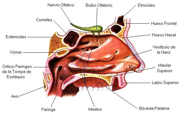 DIBUJOS IMAGENES BIOLOGIA SISTEMA APARATO: DIBUJOS DEL OLFATO ...