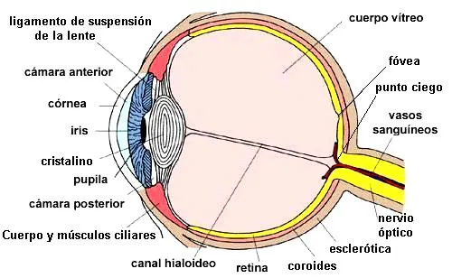 DIBUJOS IMAGENES BIOLOGIA SISTEMA APARATO: DIBUJOS DE LA VISTA ...