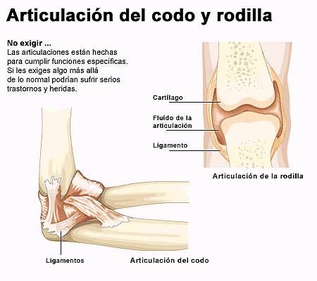 DIBUJOS IMAGENES BIOLOGIA SISTEMA APARATO: DIBUJOS DE LAS ...