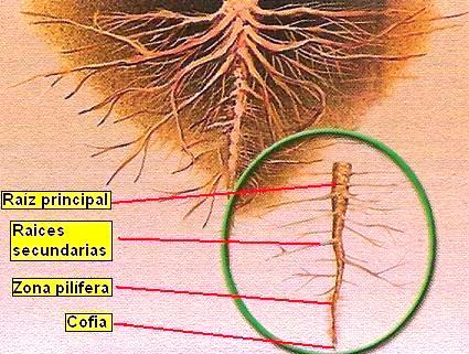 DIBUJOS IMAGENES BIOLOGIA SISTEMA APARATO: DIBUJOS DE LA RAIZ ...