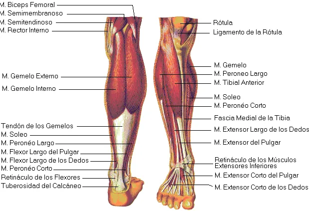 DIBUJOS IMAGENES BIOLOGIA SISTEMA APARATO: DIBUJOS DE PIERNAS ...