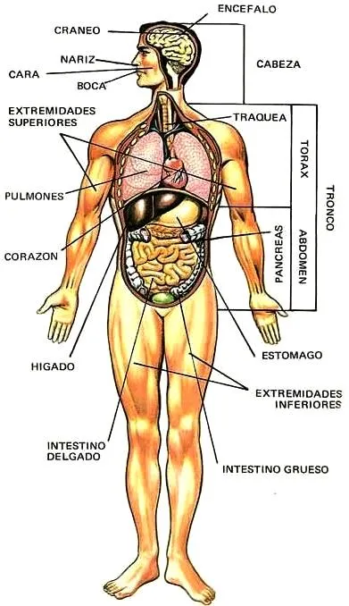 DIBUJOS IMAGENES BIOLOGIA SISTEMA APARATO: DIBUJOS DEL CUERPO ...