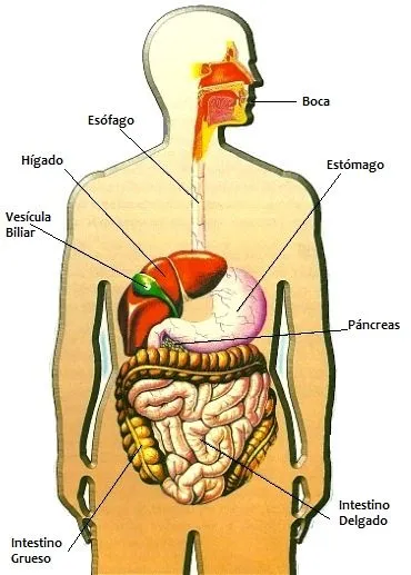 DIBUJOS IMAGENES BIOLOGIA SISTEMA APARATO: IMAGENES DEL APARATO ...