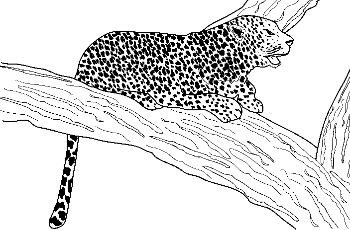 IMÁGENES DE LEOPARDO PARA COLOREAR - Imagui