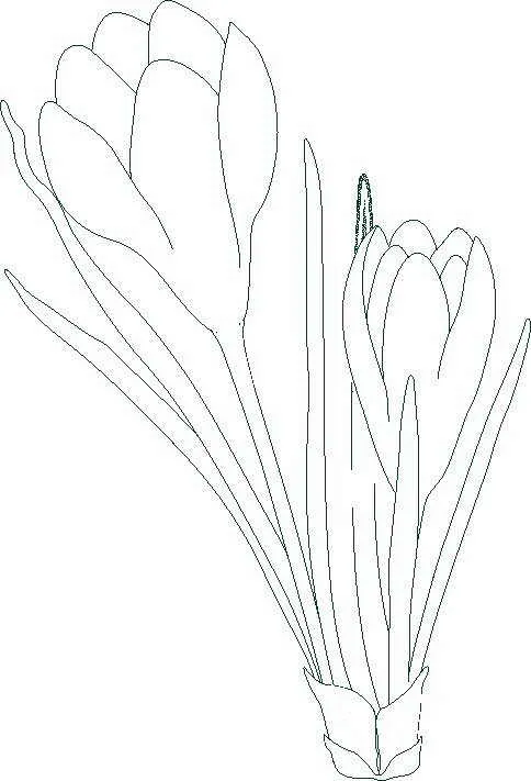 Plantas para colorear | Dibujos infantiles, imagenes cristianas