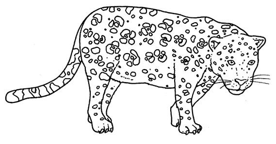 Leopardo para colorir - Imagui