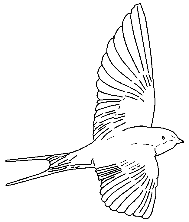 Golondrina de graduación para colorear - Imagui
