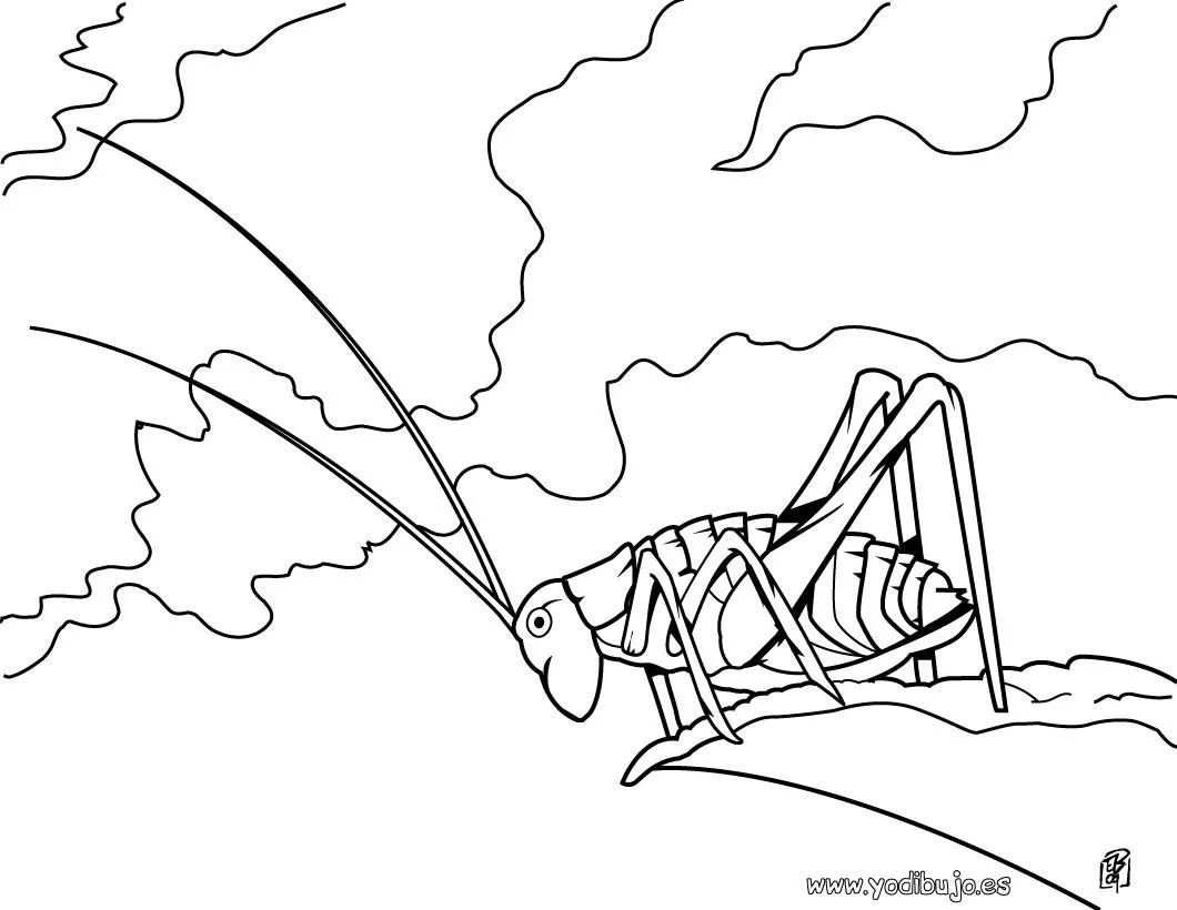 Dibujos INSECTOS para colorear, saltamonte para imprimir