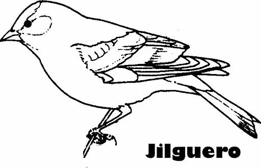 Dibujos de jilgueros para colorear - Imagui