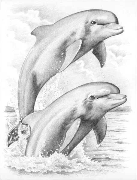 Dibujos a lapiz de delfin - Imagui