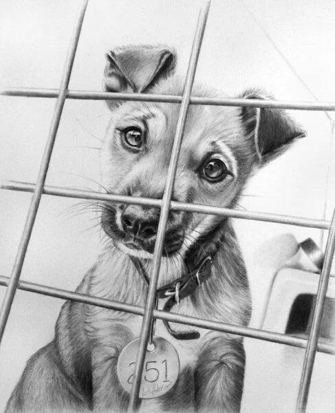 Dibujos a lápiz. on Twitter: "Precioso dibujo de un cachorro de ...