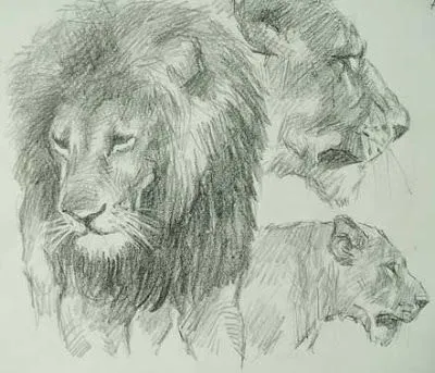 Dibujos de leones a lapiz - Imagui