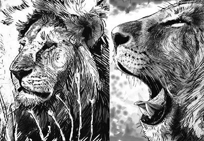 Dibujos de leones a lapiz - Imagui