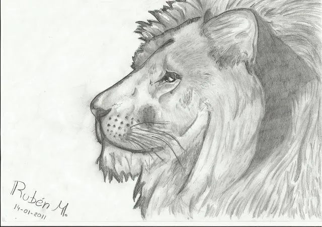 Dibujos de leones a lápiz - Imagui