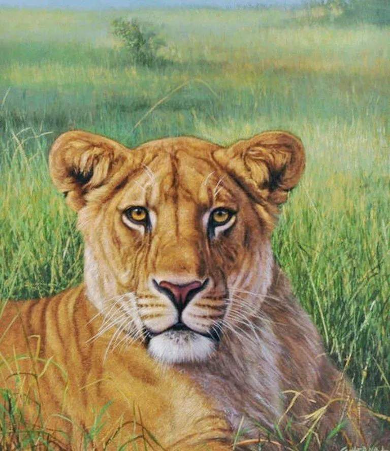 Dibujos de leones realistas - Imagui