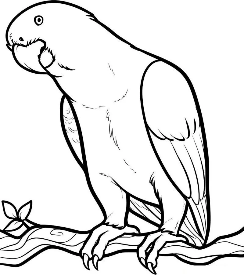 Dibujos de LOROS (Para Colorear y Pintar)