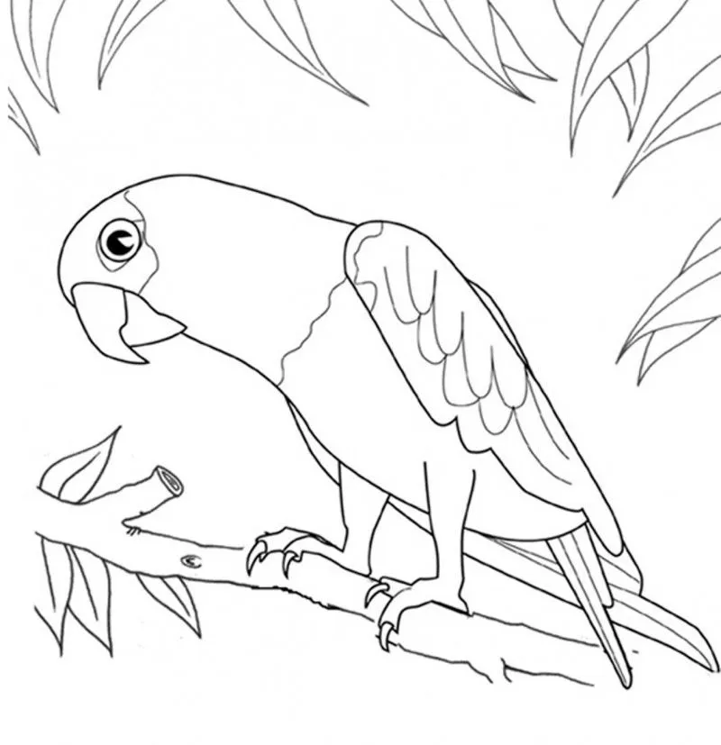 Dibujos de LOROS (Para Colorear y Pintar)