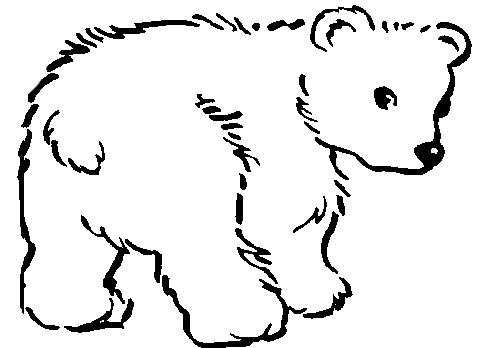 Oso polar facil de dibujar - Imagui