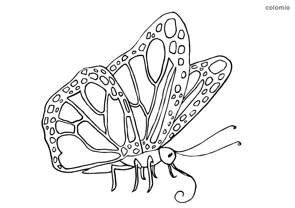 Dibujos de Mariposas para colorear » Imágenes de Mariposa para colorear