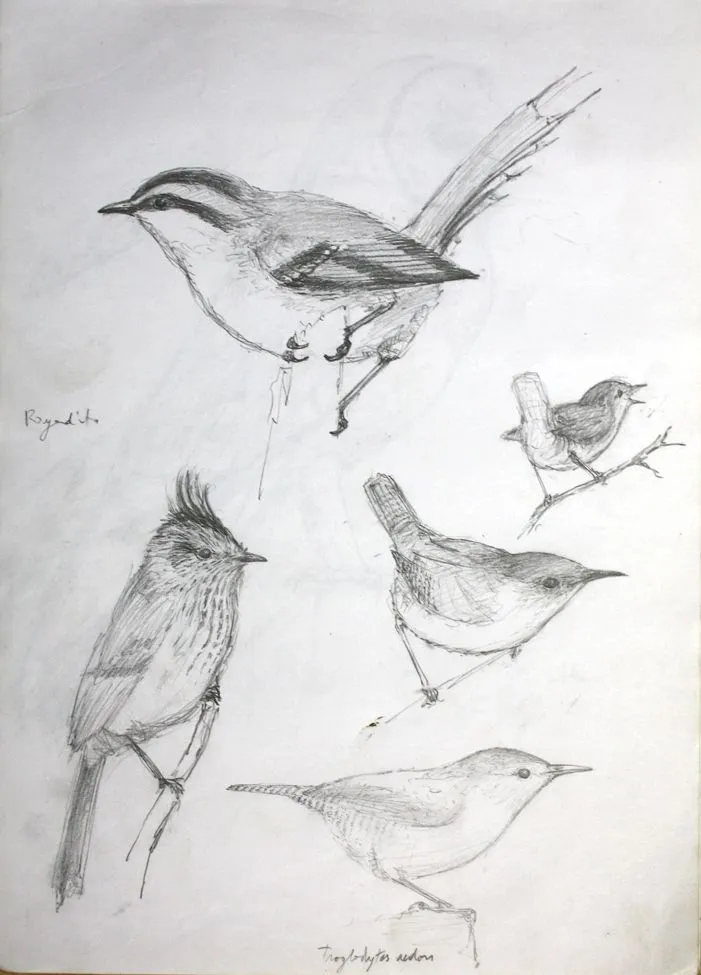 Dibujos y monos: Pájaros surtidos