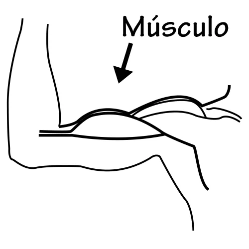 Dibujos de los musculos para colorear - Imagui