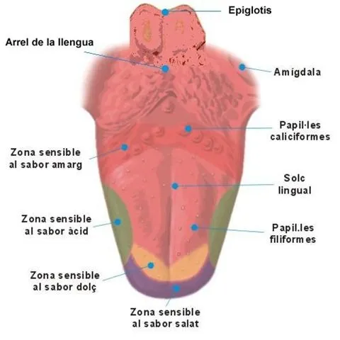 LOS ÓRGANOS DE LOS SENTIDOS DEL CUERPO HUMANO | El blog de Alcibied