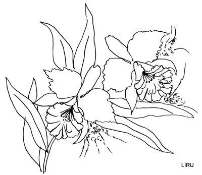 Dibujos de orquideas para colorear - Imagui