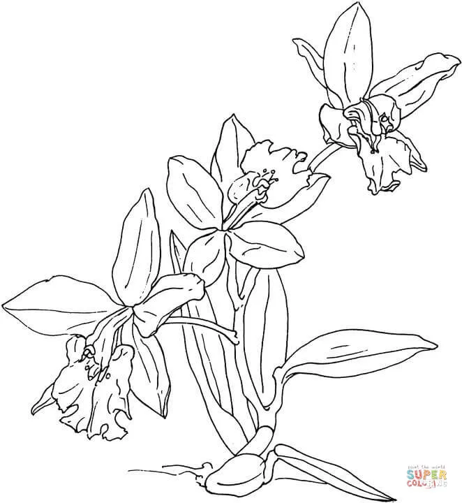 Dibujos de Orquídea para colorear - Páginas para imprimir y ...