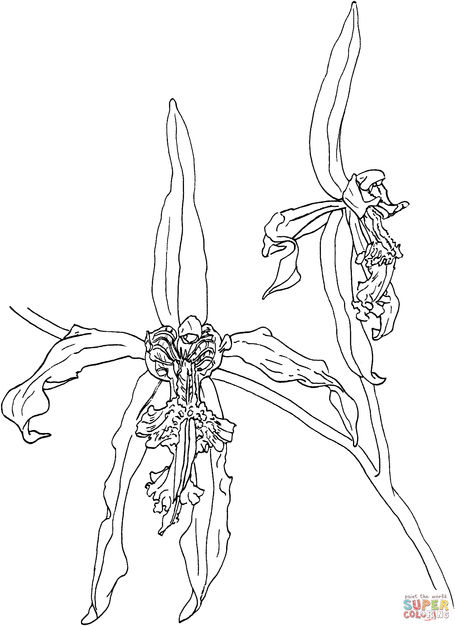 Dibujos de Orquídea para colorear - Páginas para imprimir y ...