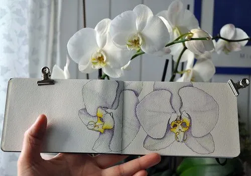 El rincón de Bohemia: Dibujos de orquídeas blancas