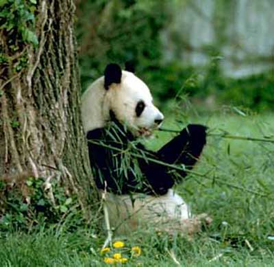  ... dibujos del oso panda gigante imagenes del oso panda gigante comiendo