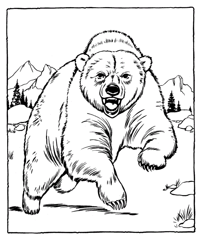 Dibujos de osos | OSOPEDIA