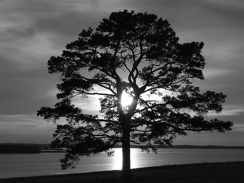 Dibujos de paisajes blanco y negro - Imagui