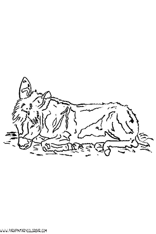 dibujos-para-colorear-de-burros-008