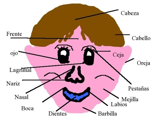 Partes de cara en ingles - Imagui