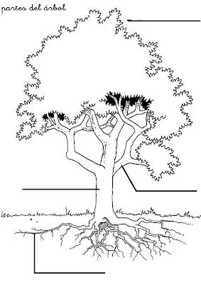 Dibujos de plantas con sus partes para colorear - Imagui
