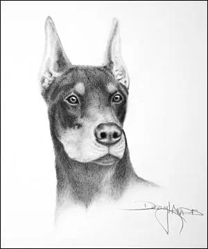  ... Dibujo > Ilustraciones a lápiz de Doug Landis - Perro