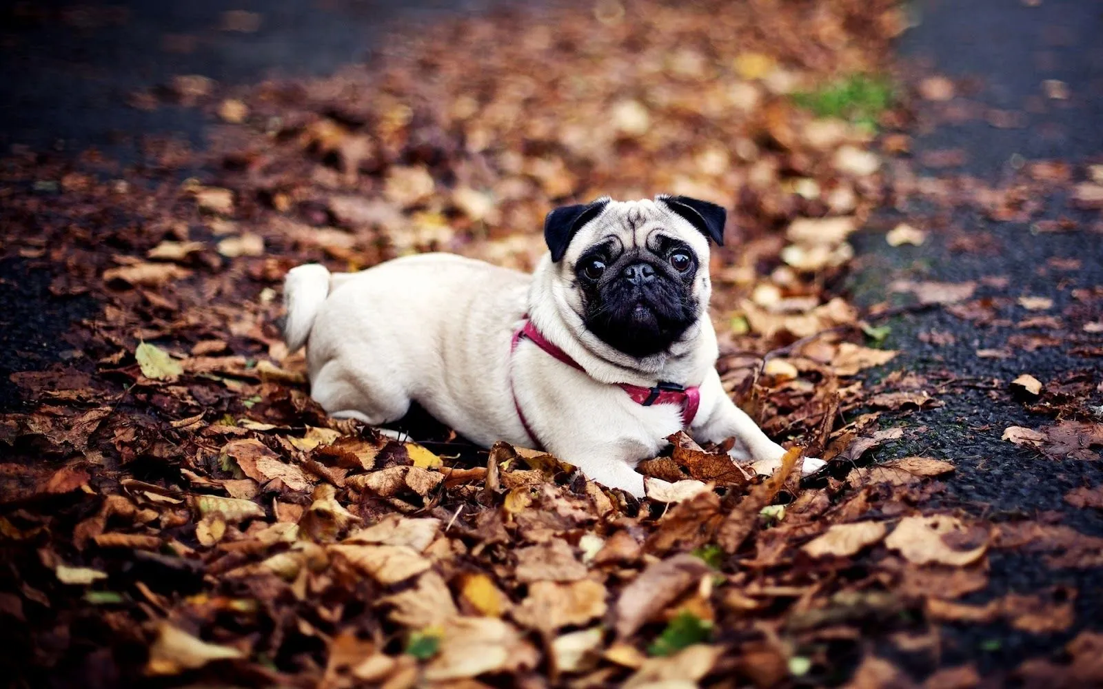 Fotos de los pug mas bonitos del mundo - Imagui